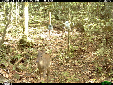 Imagem de Mazama gouazoubira (G. Fischer)