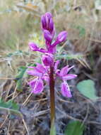 Image of Orchis olbiensis Reut. ex Gren.