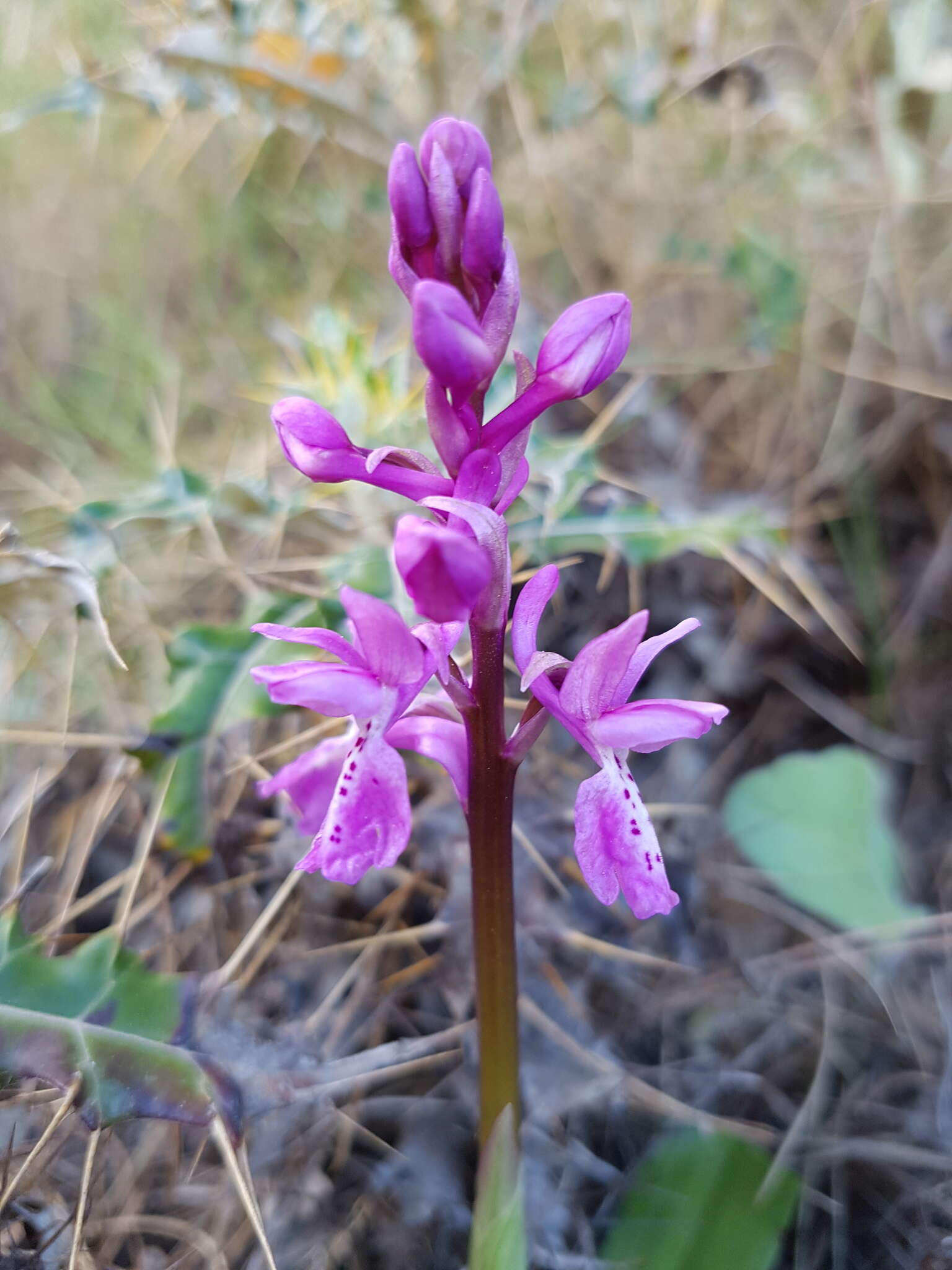 Image of Orchis olbiensis Reut. ex Gren.