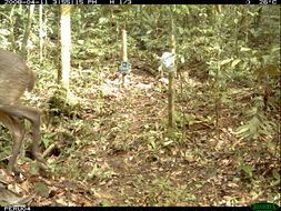 Image of South American Brown Brocket