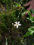 Image of Slender Mountain Matted Sandwort