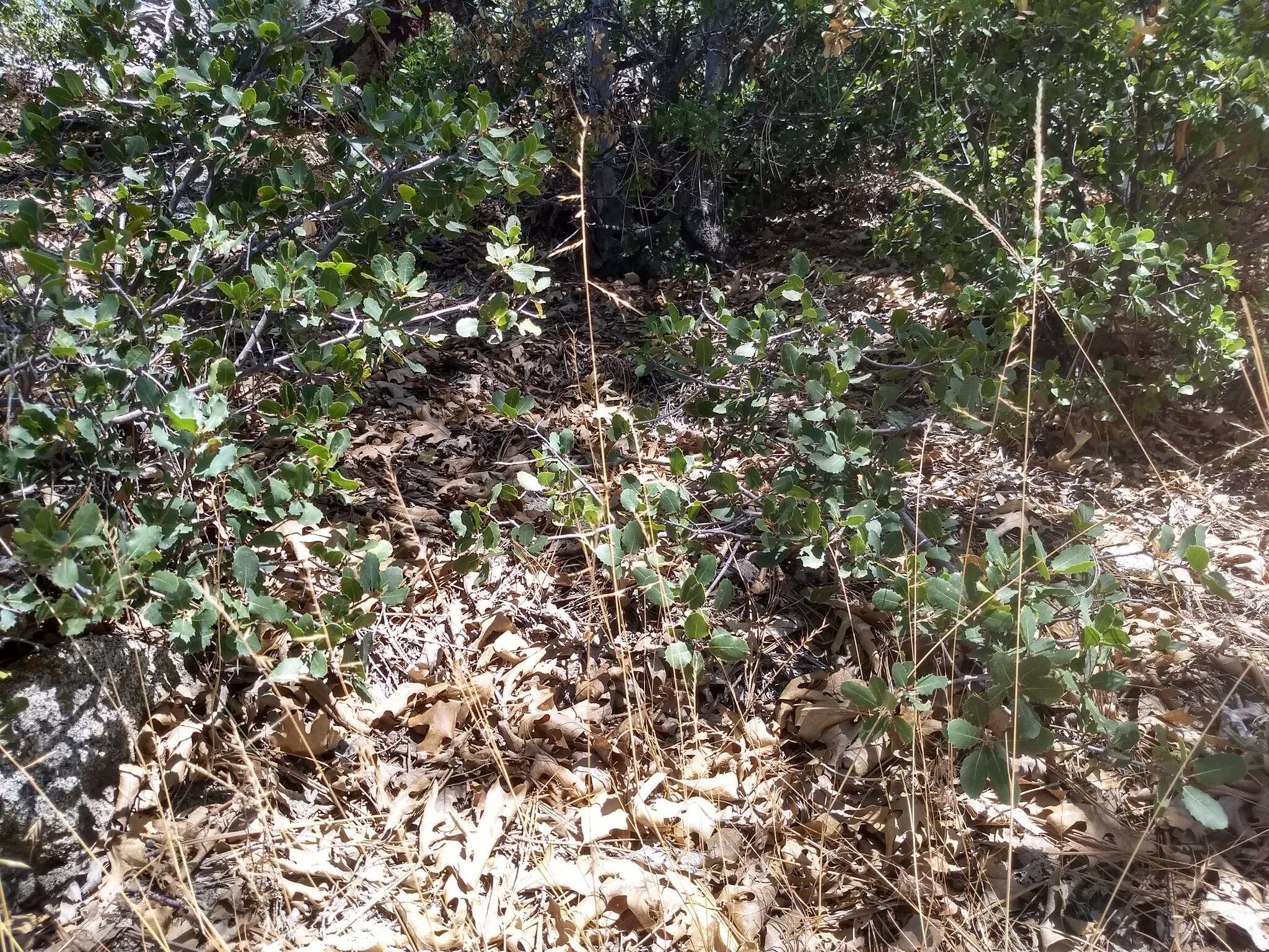 Image of small fescue