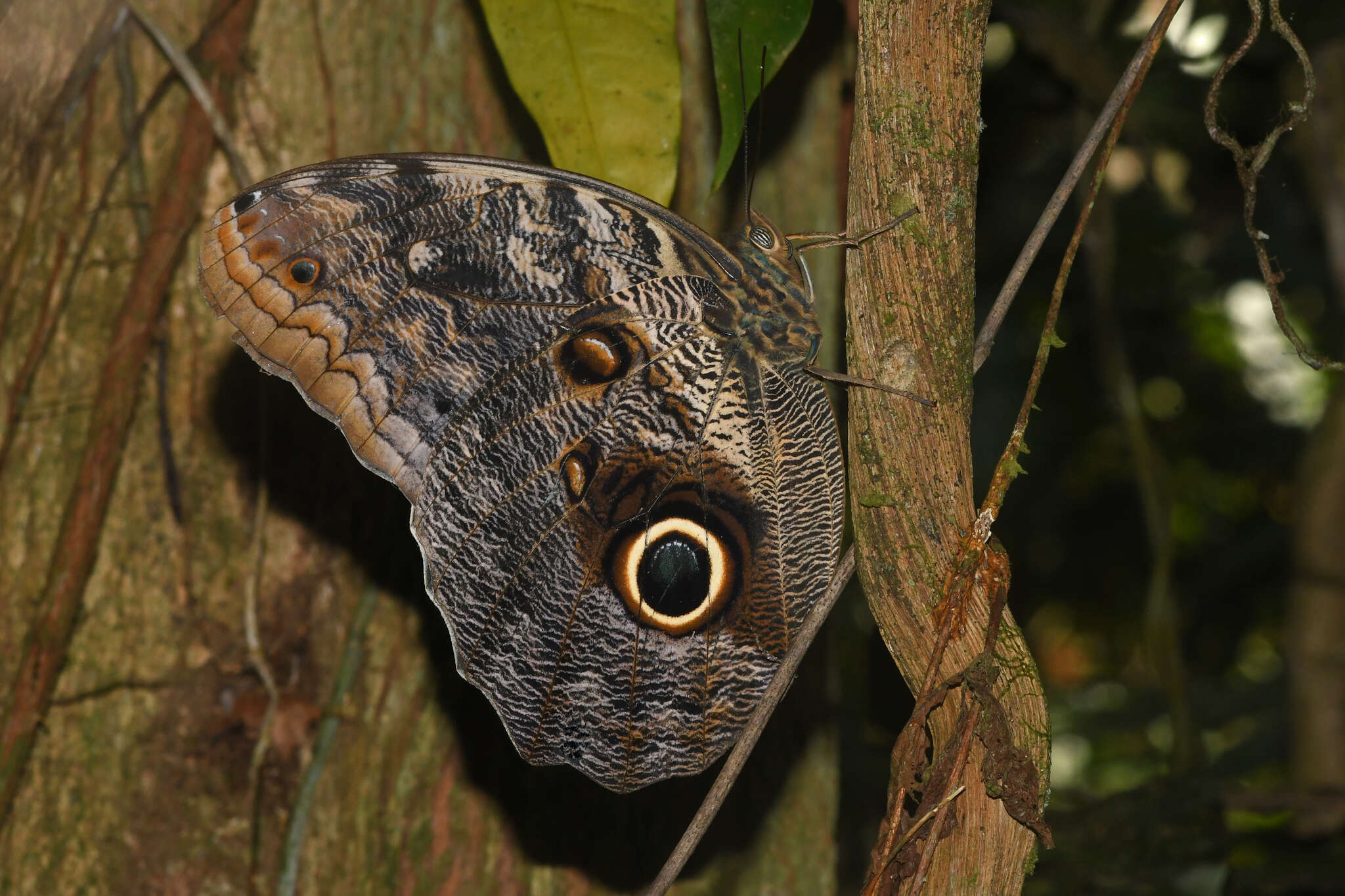 Imagem de <i>Caligo <i>brasiliensis</i></i> brasiliensis