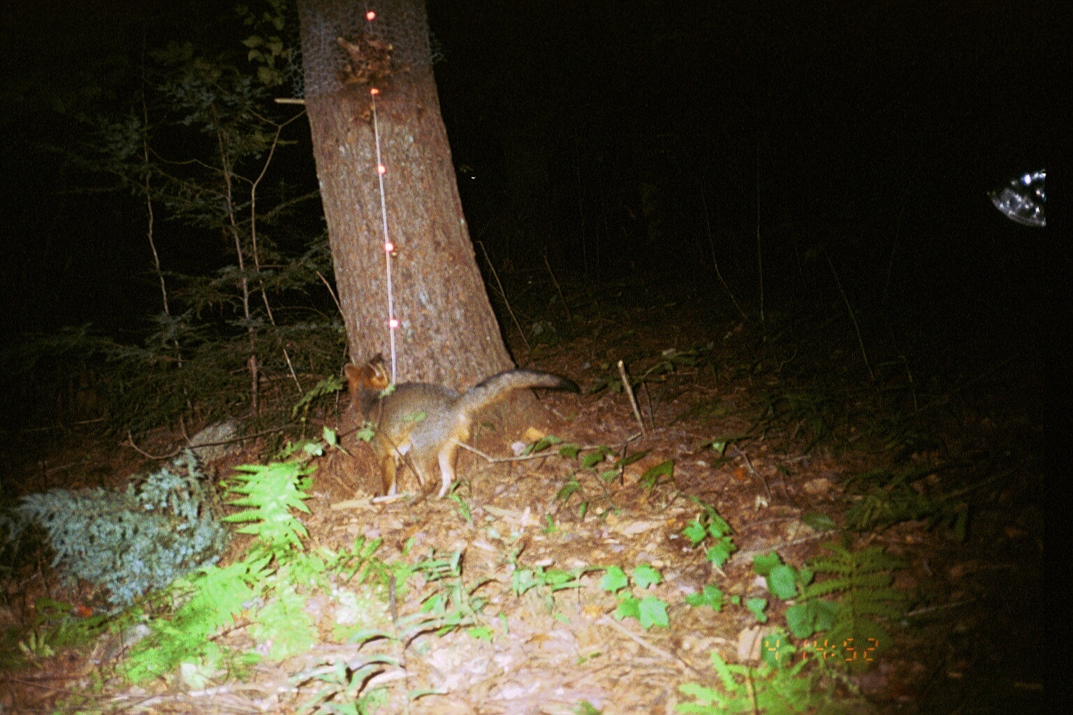 Image of gray fox