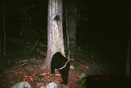 Image of American Black Bear