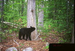 Image of American Black Bear