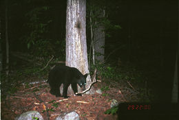 Image of American Black Bear