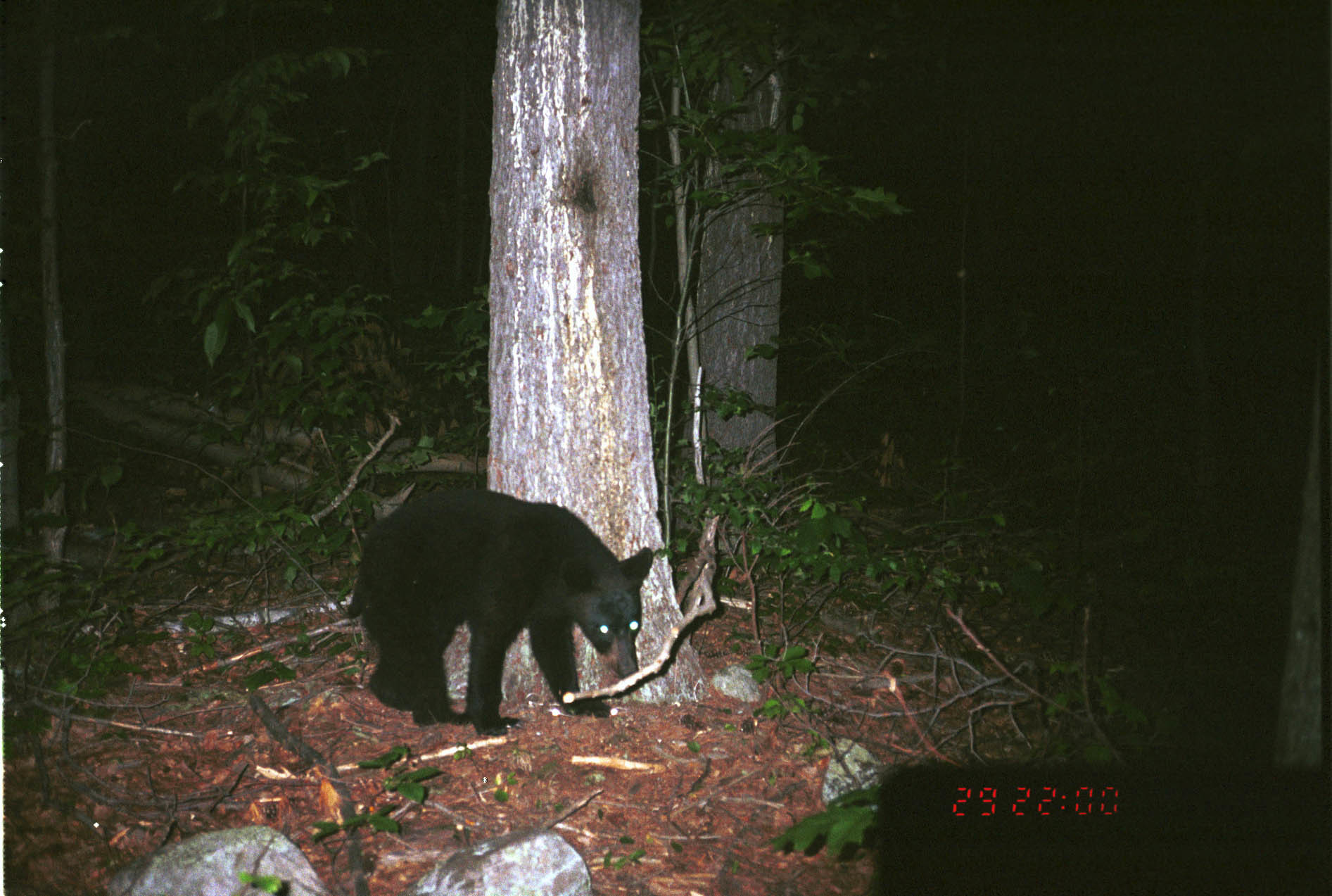 Image of American Black Bear