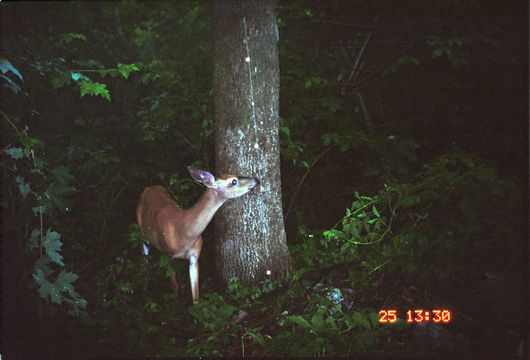 Image of White-tailed deer