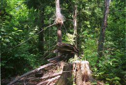 Image of Turkey Vulture