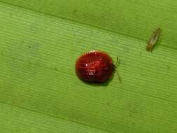 Image of Spaethiella sanguinea (Fabricius 1801)