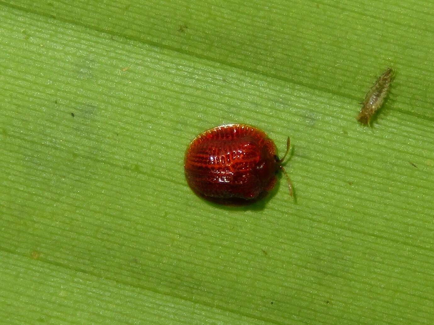 Image of Spaethiella sanguinea (Fabricius 1801)