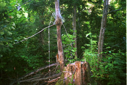 Image of American Red Squirrel