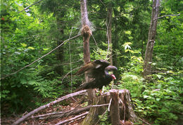 Image of Turkey Vulture