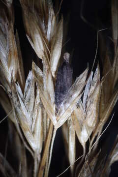 Image of Ergot