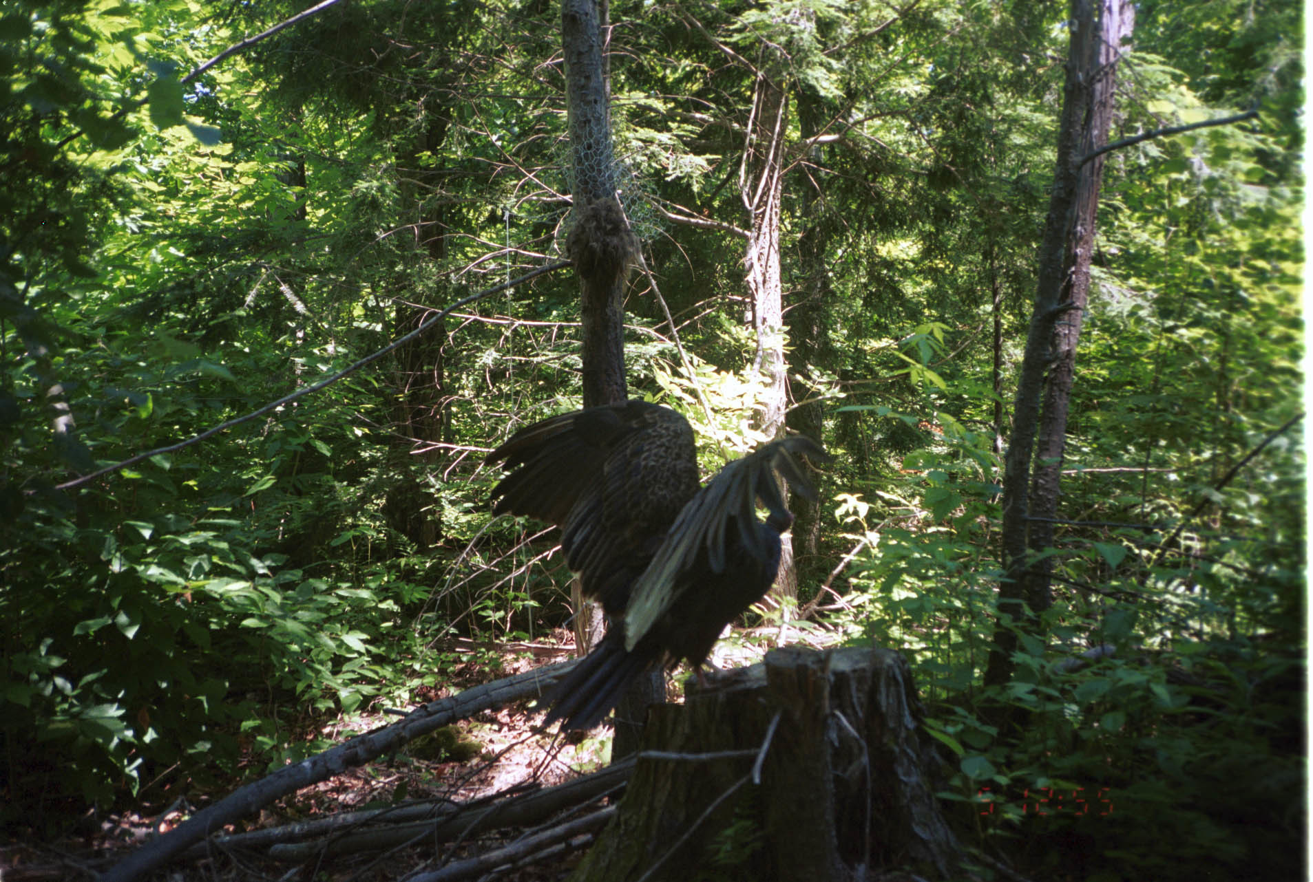 Image of Turkey Vulture