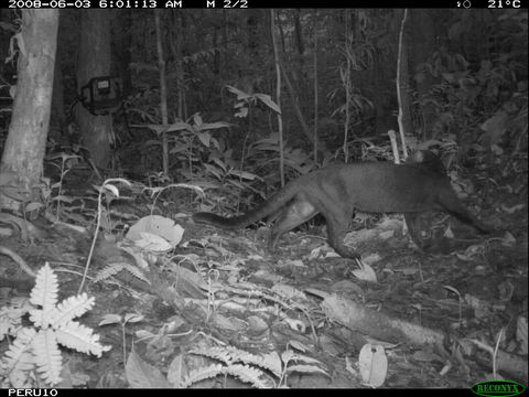 Image of Jaguarundi