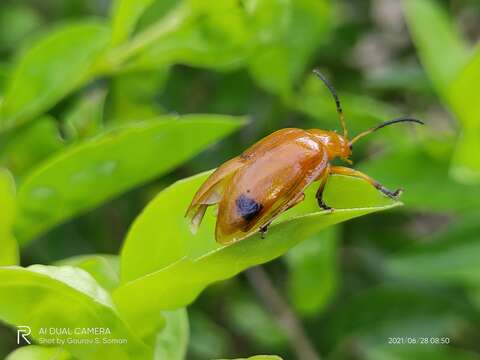 Image of <i>Oides palleata</i>