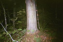 Image of Eastern American Chipmunk