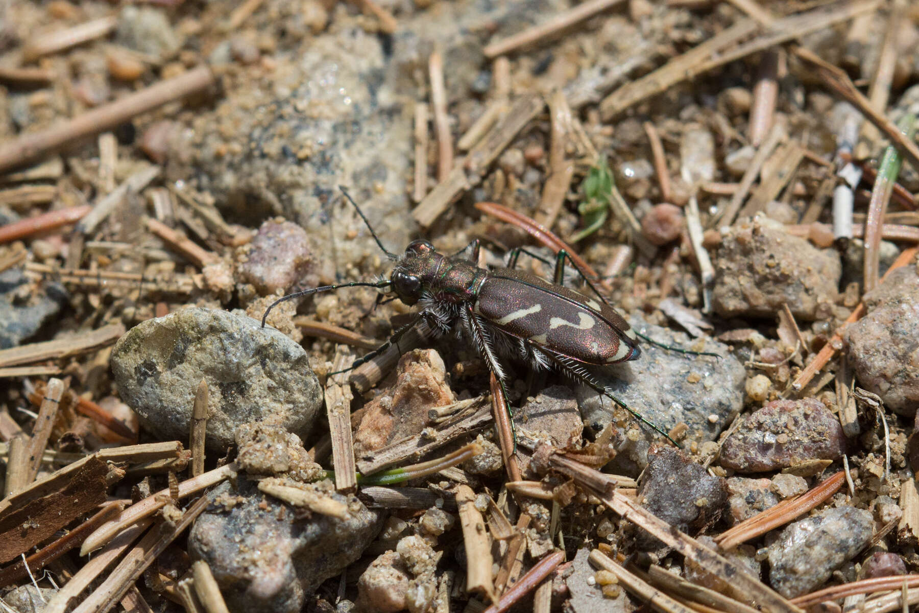 Image of Cicindela (Cicindela) tranquebarica tranquebarica Herbst 1806