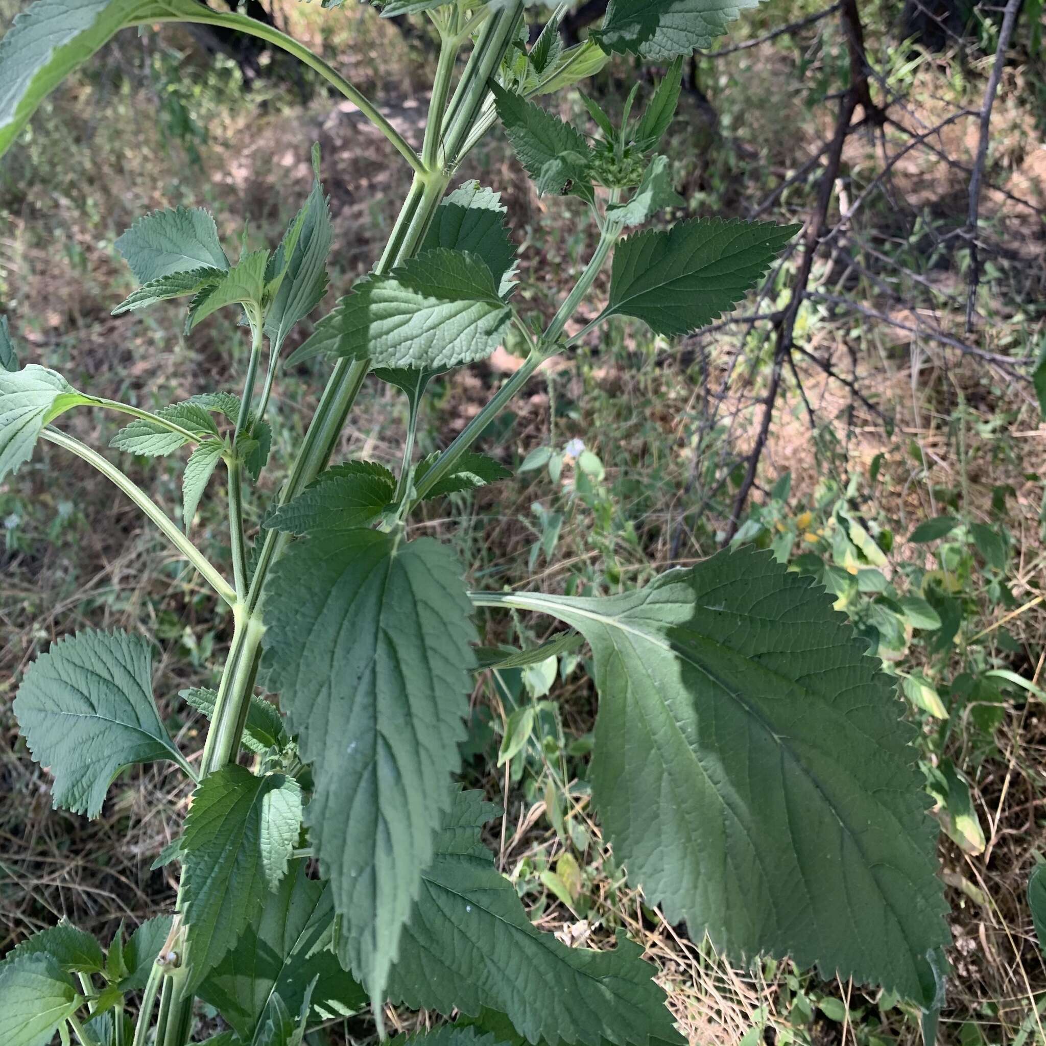 Image of Leonotis nepetifolia var. africana (P. Beauv.) J. K. Morton