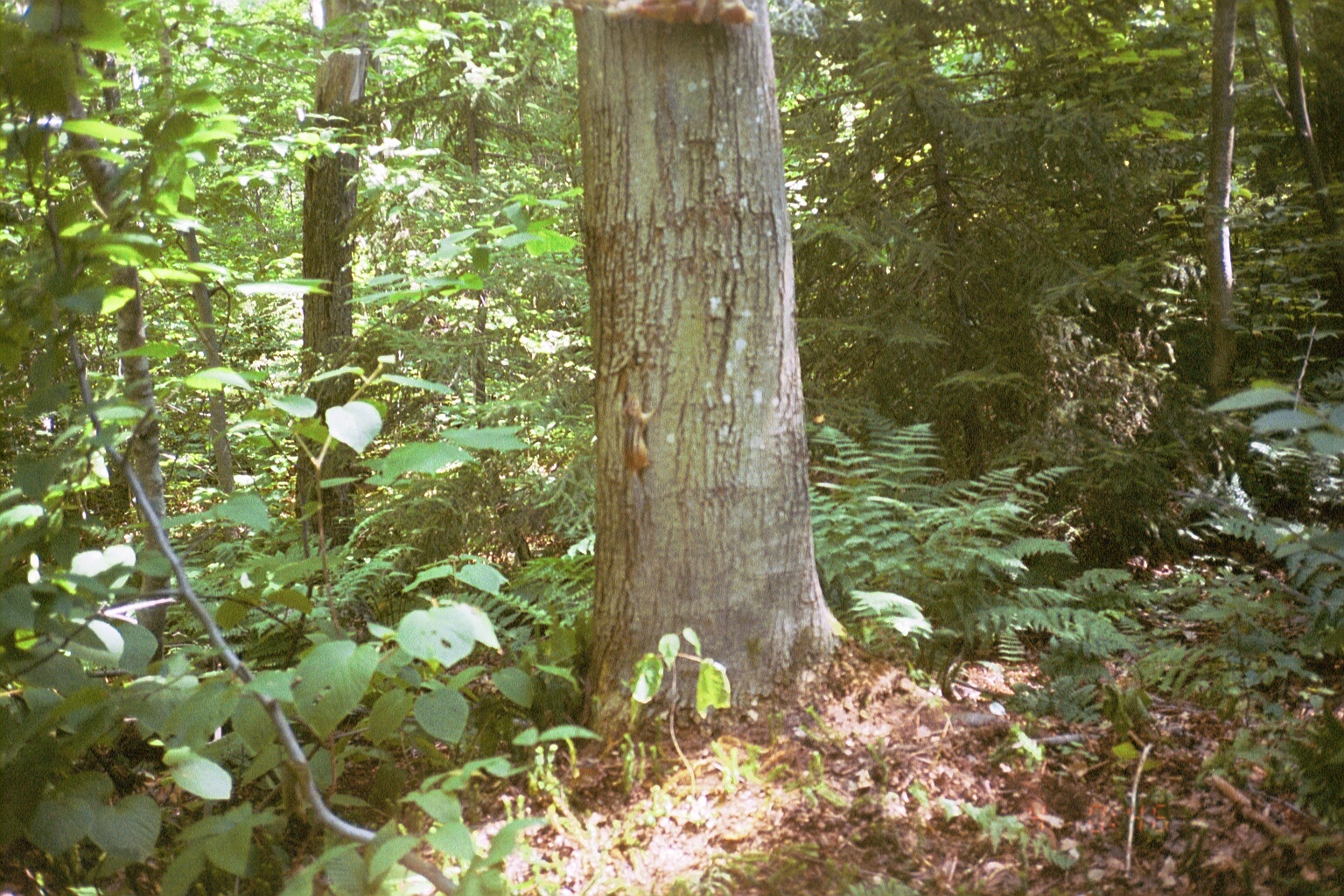 Image of Eastern American Chipmunk