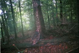 Image of Turkey Vulture