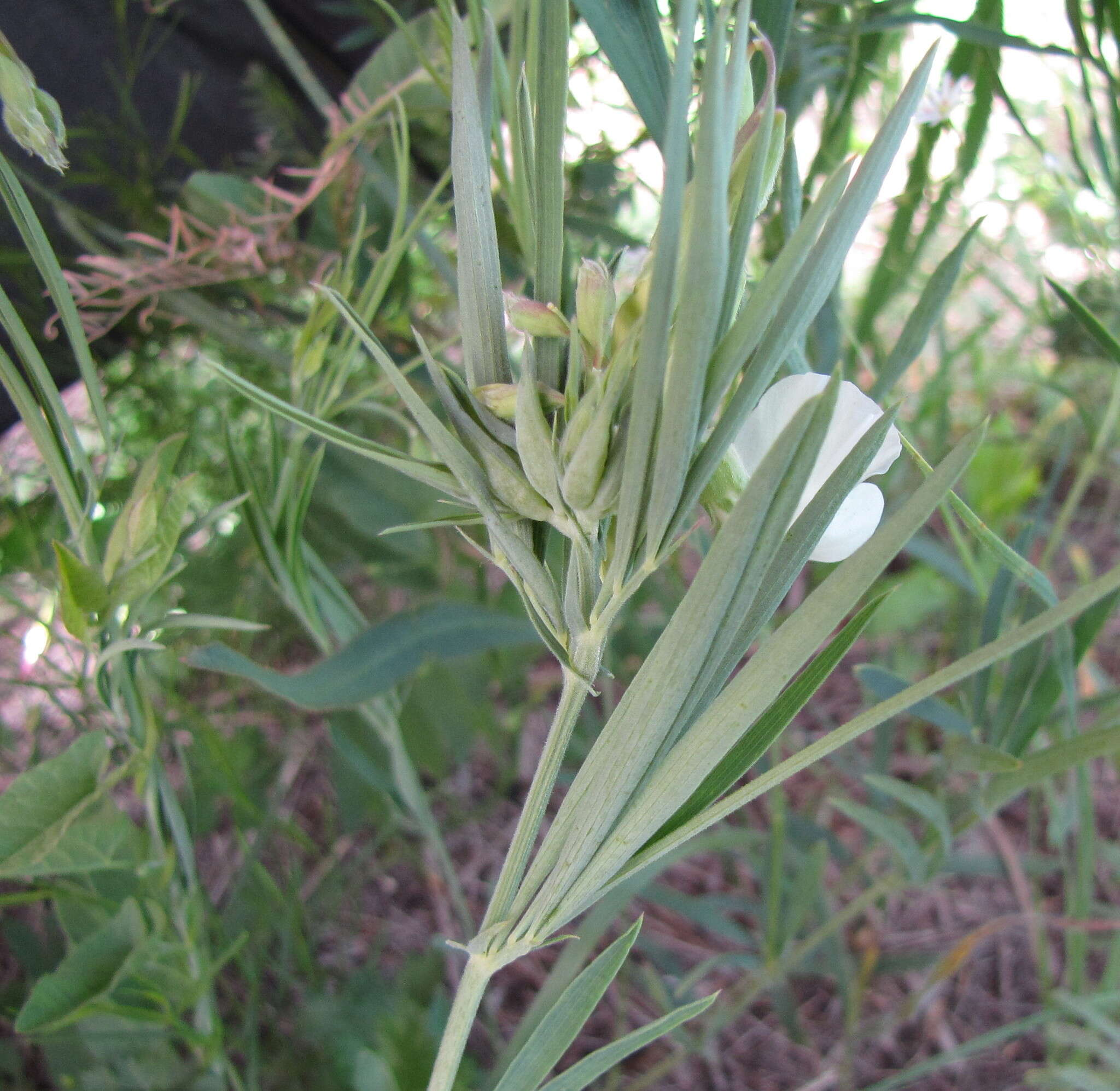 Image of Lathyrus pannonicus subsp. collinus (J. Ortmann) Soo