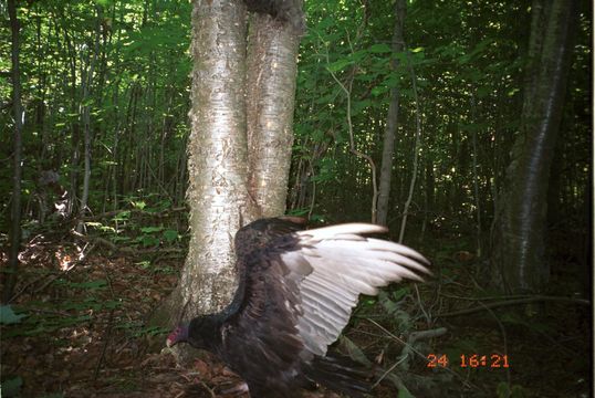 Imagem de Cathartes aura (Linnaeus 1758)