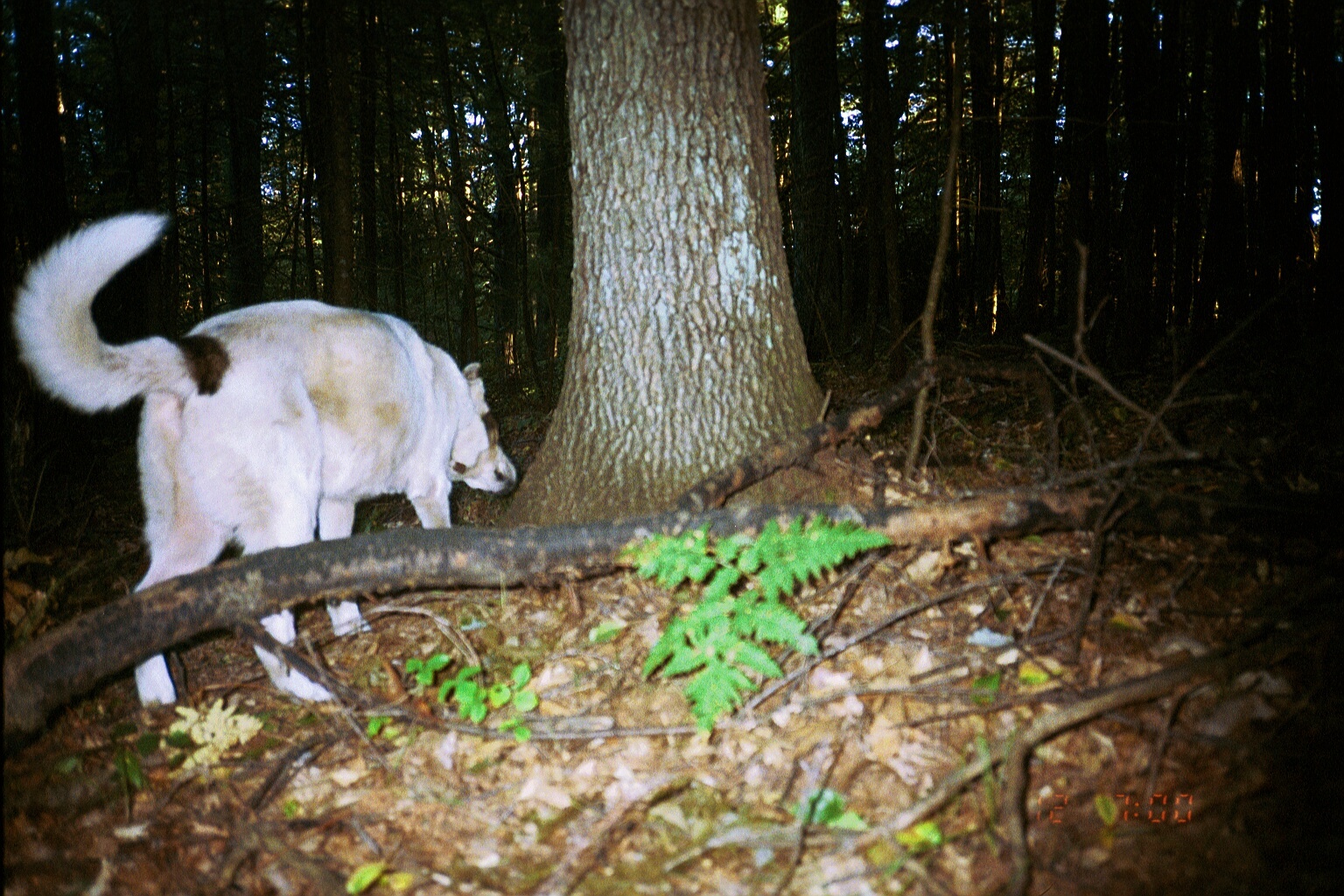 Image of Domestic Dog