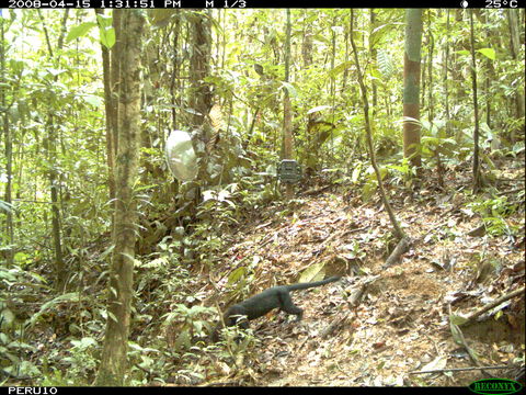 Image of Tayra