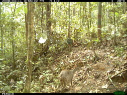 Image of South American Brown Brocket