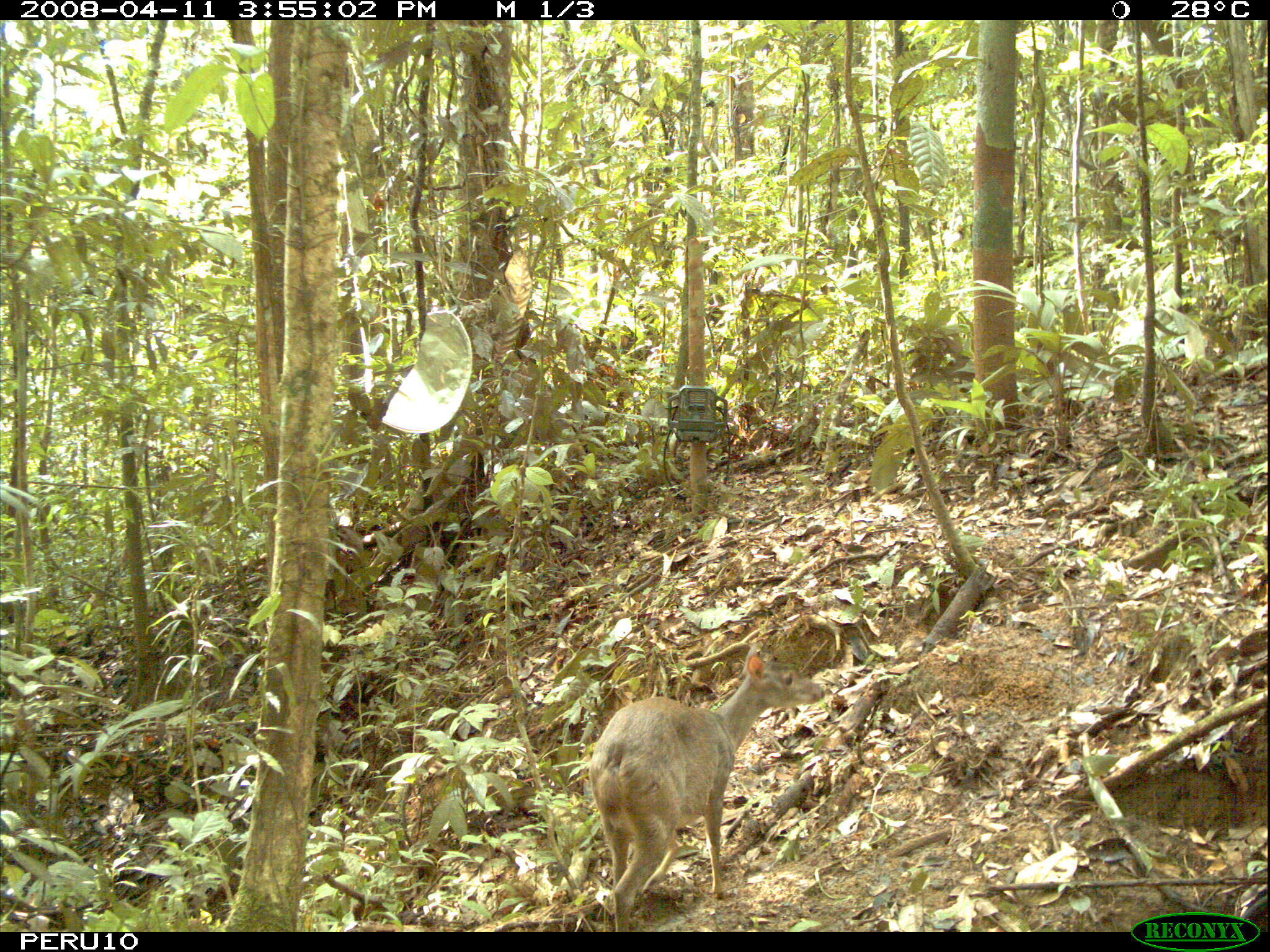 Imagem de Mazama gouazoubira (G. Fischer)