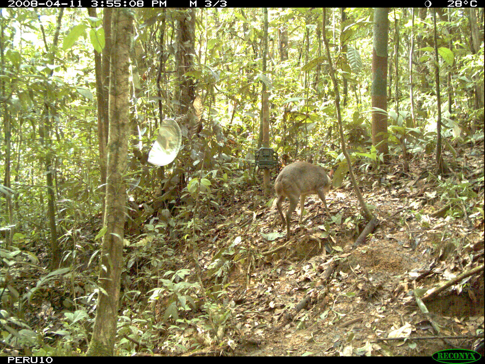 Imagem de Mazama gouazoubira (G. Fischer)