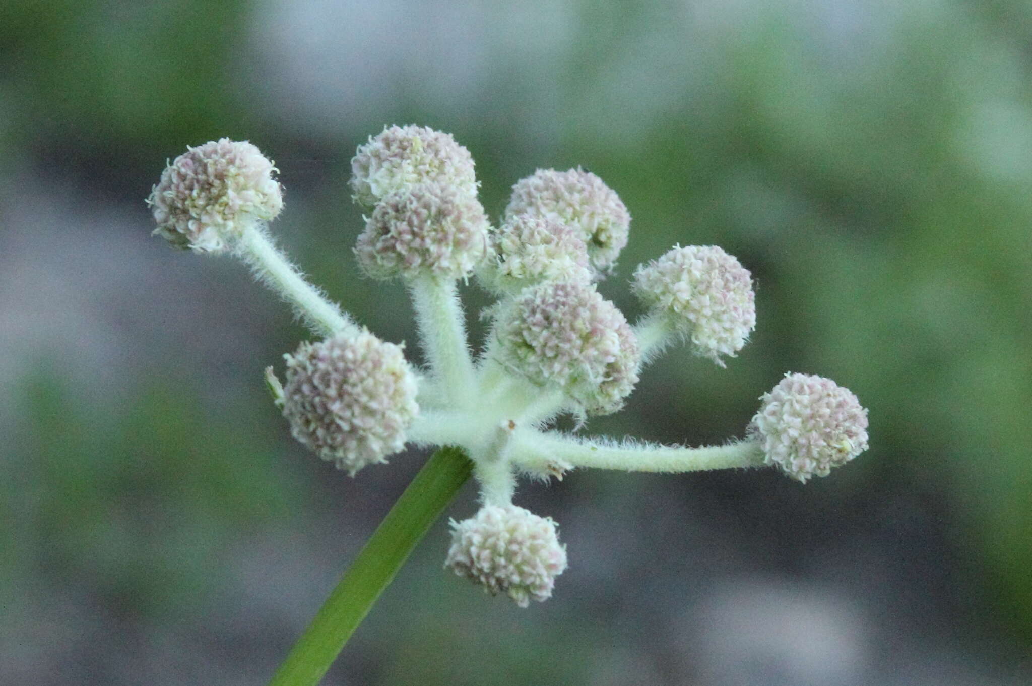 Image of Swamp Whiteheads