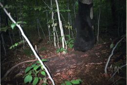 Image of American Black Bear