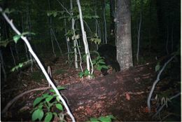 Image of American Black Bear