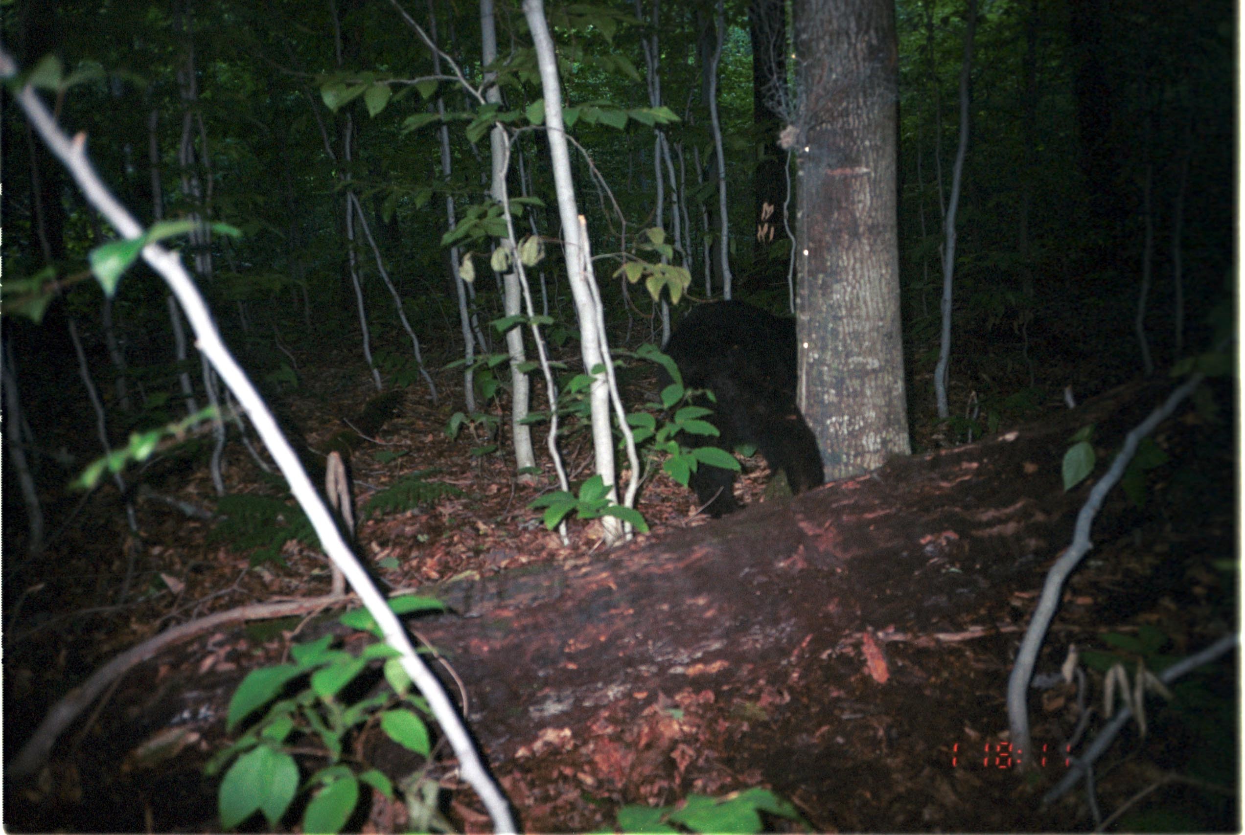 Image of American Black Bear