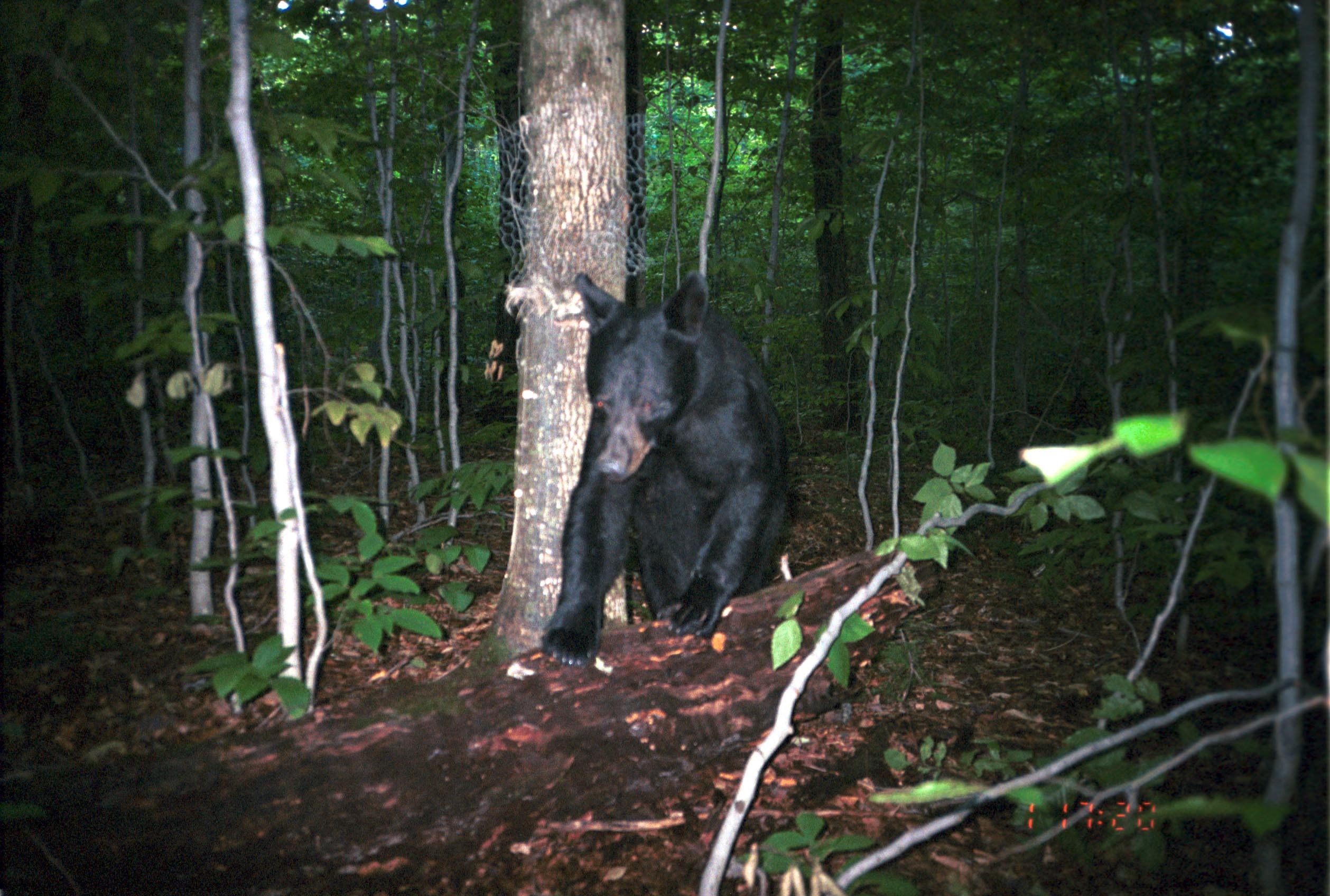 Image of American Black Bear