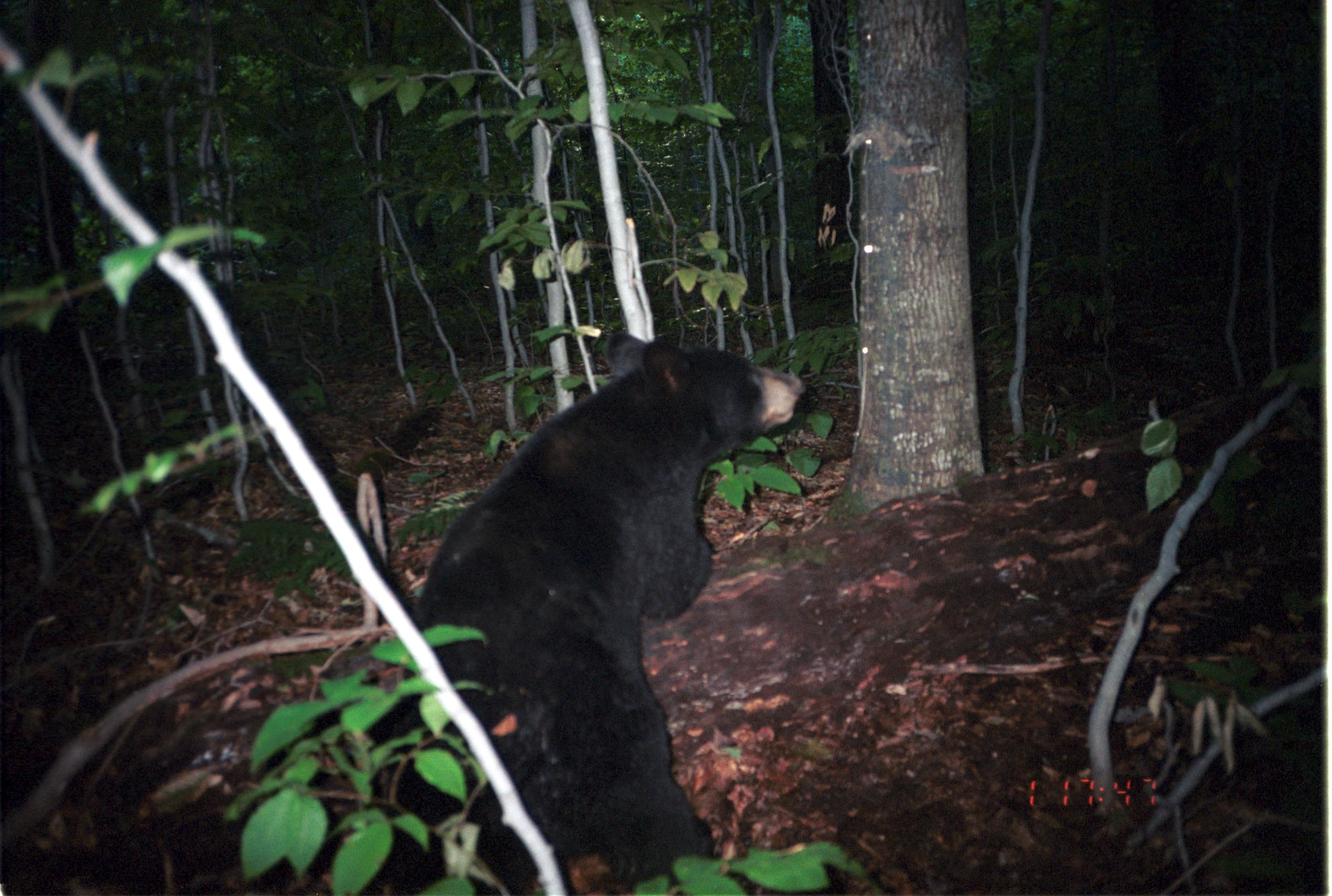 Image of American Black Bear