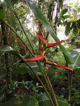 Plancia ëd Heliconia latispatha Benth.