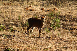 Image of Abundant Duiker