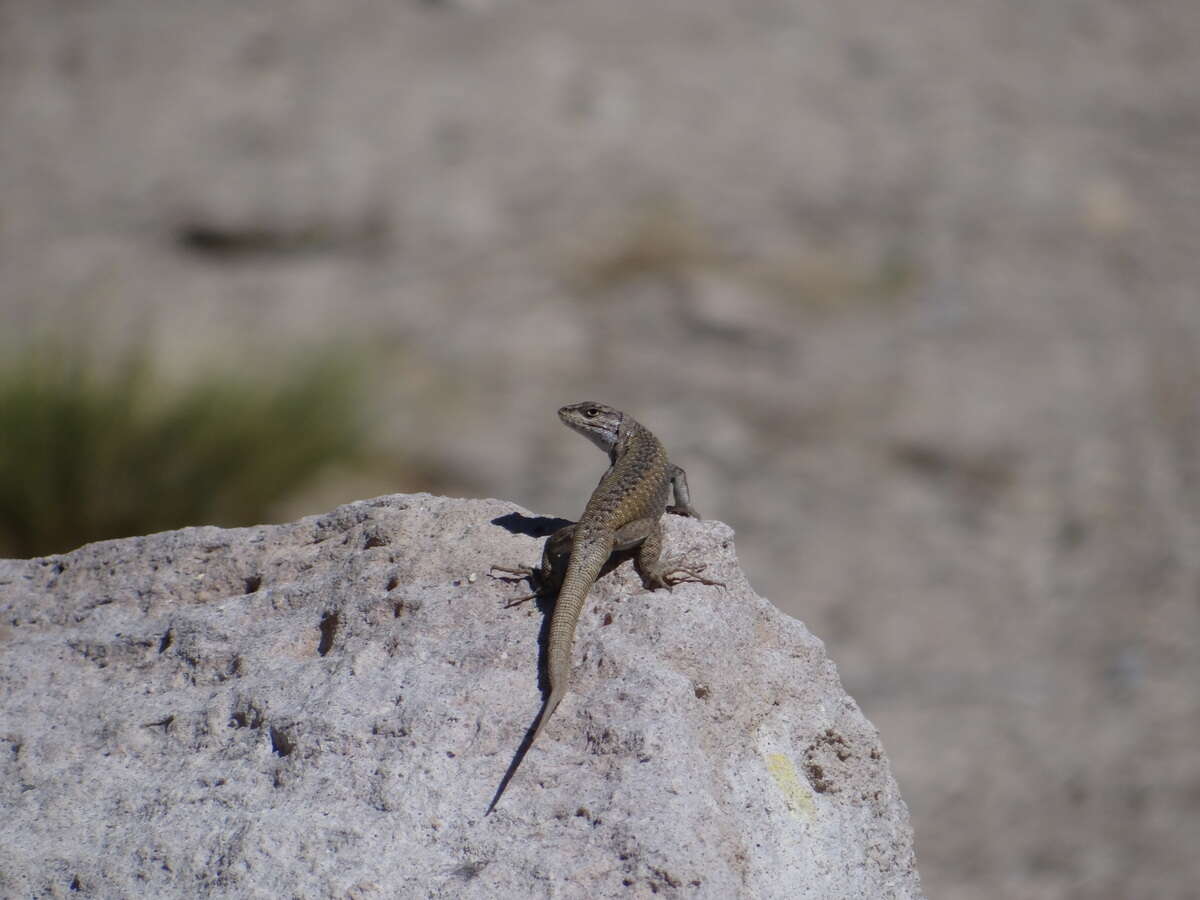 Image of Liolaemus smaug Abdala, Quinteros, Scrocchi & Stazzonelli 2010