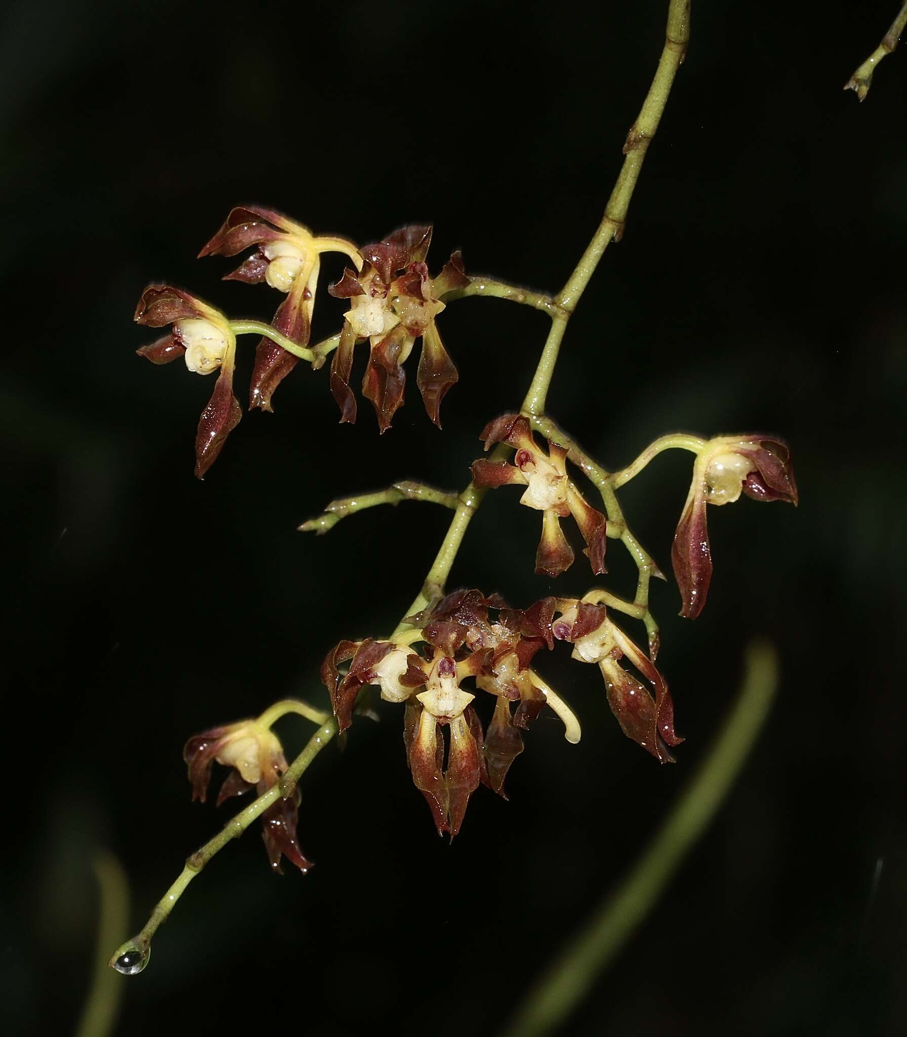 Image of Cyrtochilum myanthum (Lindl.) Kraenzl.