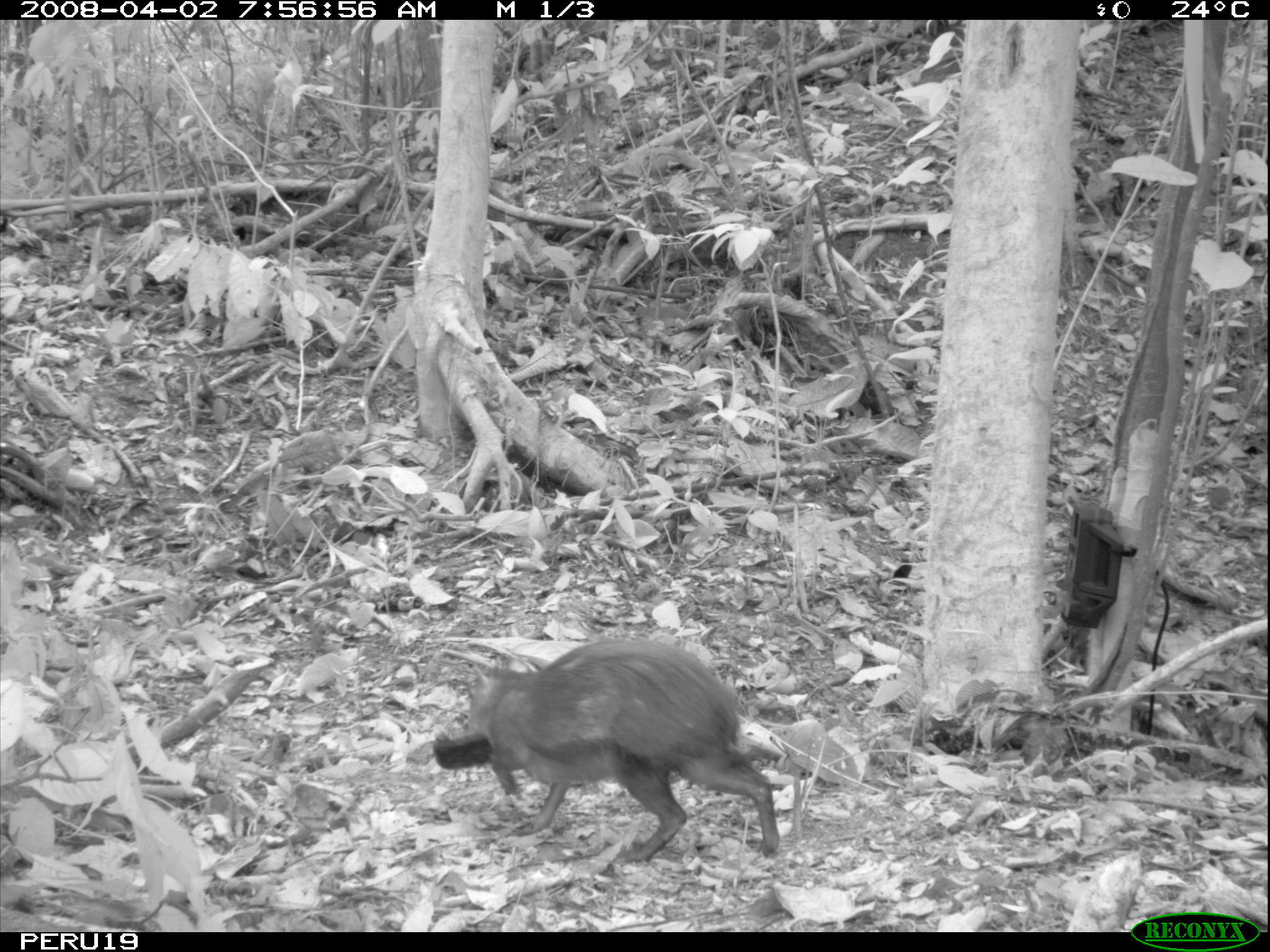 Image de Agouti cendré