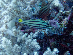 Image of Toothy cardinalfish