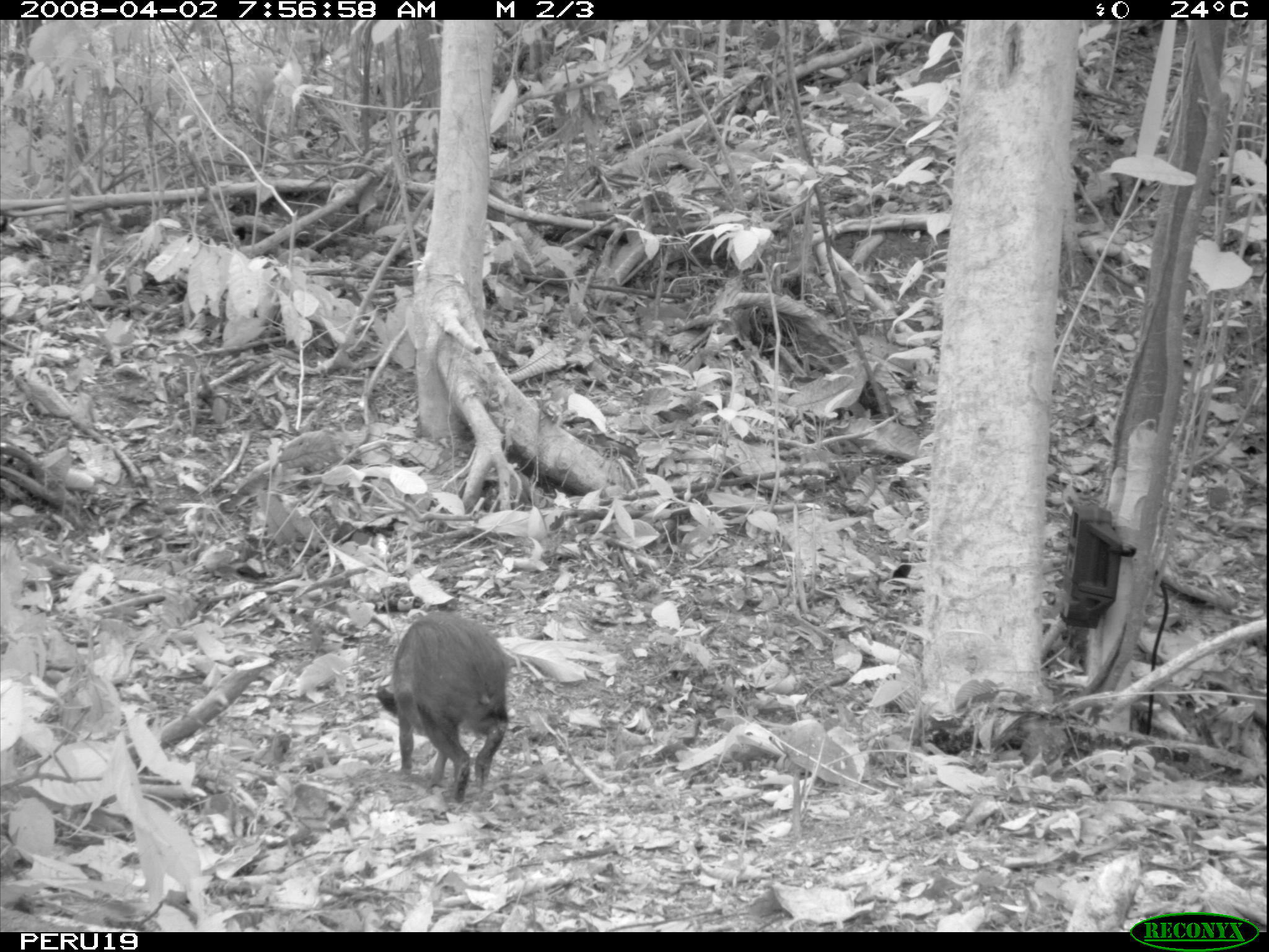 Image of Black Agouti