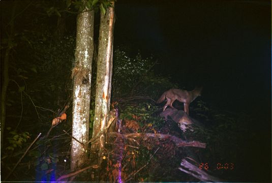 Imagem de Cathartes aura (Linnaeus 1758)