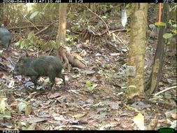 Image of collared peccary