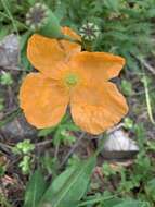 Image of Papaver oreophilum Rupr.